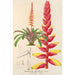 Encholirium corallinum - Charles Antoine Lemaire — vy av konstverket