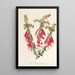 Reproduktion av målningen Epacris miniata - Charles Antoine Lemaire