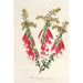 Reproduktion av målningen Epacris miniata - Charles Antoine Lemaire