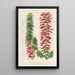 Reproduktion av målningen Epacris multiflora - Charles Antoine Lemaire