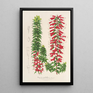 Charles Antoine Lemaire - Epacris multiflora.webp
