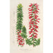 Reproduktion av målningen Epacris multiflora - Charles Antoine Lemaire