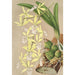 Epidendrum ambiguum - Charles Antoine Lemaire — vy av konstverket