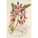Epidendrum atropurpureum var roseum - Charles Antoine Lemaire — vy av konstverket