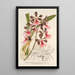 Epidendrum atropurpureum var roseum - Charles Antoine Lemaire — inramlat konstverk på väggen