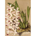 Reproduktion av målningen Epidendrum conspicuum - Charles Antoine Lemaire