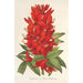 Reproduktion av målningen Erythrina hybrida Marie Bellanger - Charles Antoine Lemaire