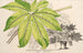 Fatsia japonica aureoreticulata - Charles Antoine Lemaire — vy av konstverket