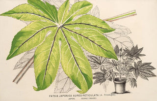 Charles Antoine Lemaire - Fatsia japonica aureoreticulata.webp