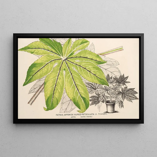 Charles Antoine Lemaire - Fatsia japonica aureoreticulata.webp