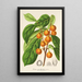 Reproduktion av målningen Ficus cerasiformis - Charles Antoine Lemaire