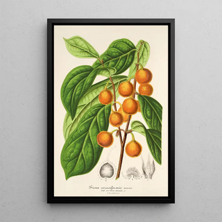 Charles Antoine Lemaire - Ficus cerasiformis.webp