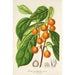 Reproduktion av målningen Ficus cerasiformis - Charles Antoine Lemaire