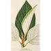 Ficus dealbata - Charles Antoine Lemaire — vy av konstverket