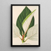 Ficus dealbata - Charles Antoine Lemaire — inramlat konstverk på väggen