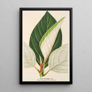 Charles Antoine Lemaire - Ficus dealbata.webp