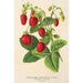 Fraise dubbel evig - Charles Antoine Lemaire — vy av konstverket