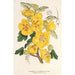 Reproduktion av målningen Fremontia californica - Charles Antoine Lemaire