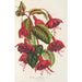 Fuchsia Solferino - Charles Antoine Lemaire — vy av konstverket