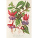 Fuchsia nya sorter av - Charles Antoine Lemaire — vy av konstverket