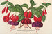 Fuchsia hortikulturella sorter - Charles Antoine Lemaire — vy av konstverket