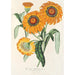 Gazania splendens hybride - Charles Antoine Lemaire — vy av konstverket