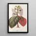 Reproduktion av målningen Gloxinia maculata var. insignis - Charles Antoine Lemaire