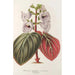 Reproduktion av målningen Gloxinia maculata var. insignis - Charles Antoine Lemaire