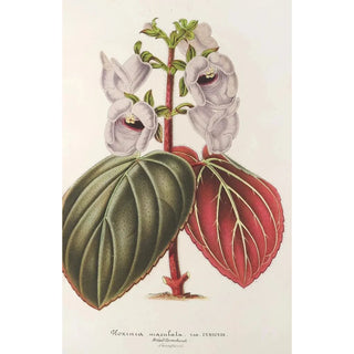 Charles Antoine Lemaire - Gloxinia maculata var insignis.webp