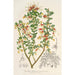 Reproduktion av målningen Grevillea alpestris - Charles Antoine Lemaire