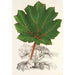 Reproduktion av målningen Gunnera brephogea - Charles Antoine Lemaire