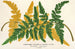 Gymnogramma Laucheana var gigantea - Charles Antoine Lemaire — vy av konstverket