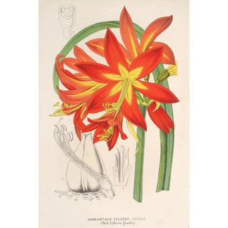 Charles Antoine Lemaire - Habranthus fulgens.webp