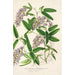 Hardenbergia Makoyana hybrida - Charles Antoine Lemaire — vy av konstverket