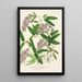 Hardenbergia Makoyana hybrida - Charles Antoine Lemaire — inramlat konstverk på väggen