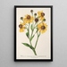 Reproduktion av målningen Helenium atropurpureum var. grandicephalum - Charles Antoine Lemaire
