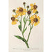 Reproduktion av målningen Helenium atropurpureum var. grandicephalum - Charles Antoine Lemaire