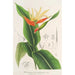 Heliconia aurantiaca - Charles Antoine Lemaire — vy av konstverket
