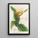 Heliconia aurantiaca - Charles Antoine Lemaire — inramlat konstverk på väggen