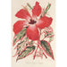Reproduktion av målningen Hibiscus och bättre Ibiscus Cooperi - Charles Antoine Lemaire