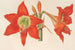 Hippeastrum Amaryllis pyrrochroum - Charles Antoine Lemaire — vy av konstverket