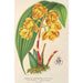 Houlletia chrysantha - Charles Antoine Lemaire — vy av konstverket