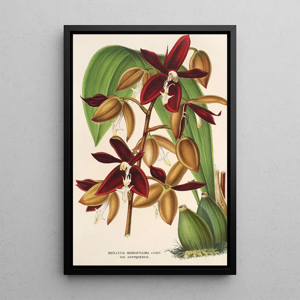 Charles Antoine Lemaire - Houlletia odoratissima Antioquiensis.webp
