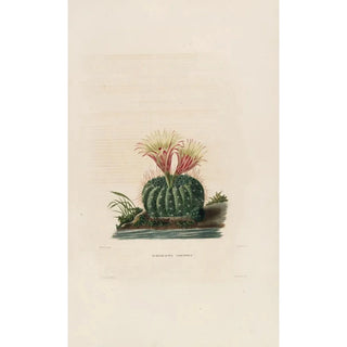 Charles Antoine Lemaire - Iconographie descriptive des cactees Pl05.webp