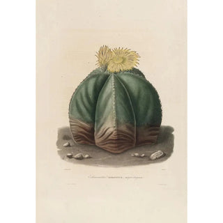 Charles Antoine Lemaire - Iconographie descriptive des cactees Pl07.webp