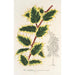 Ilex aquifolium - Charles Antoine Lemaire — vy av konstverket