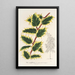 Ilex aquifolium - Charles Antoine Lemaire — inramlat konstverk på väggen