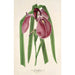 Iris Kaempferi Siebold - Charles Antoine Lemaire — vy av konstverket