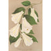 Lapageria rosea R och P var albiflora - Charles Antoine Lemaire — vy av konstverket