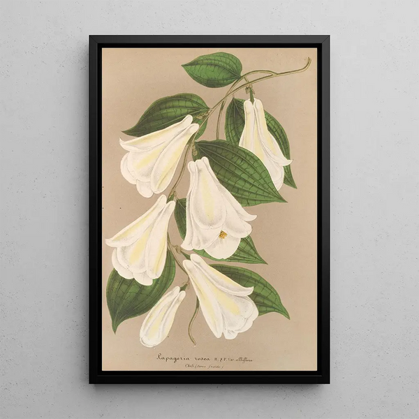 Charles Antoine Lemaire - Lapageria rosea R etP var albiflora.webp